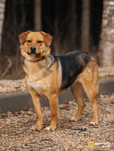 Очаровательная мини-рыжуля Лола ищет дом.