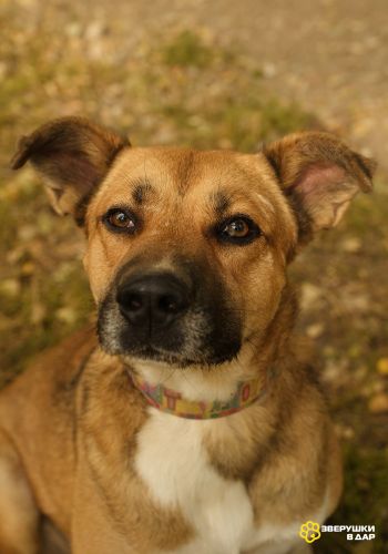 Дружелюбный пес-компаньон Рэм ищет дом!