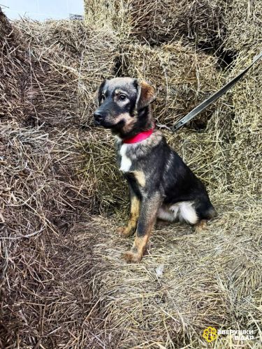 Ищут дом подросшие щенки.