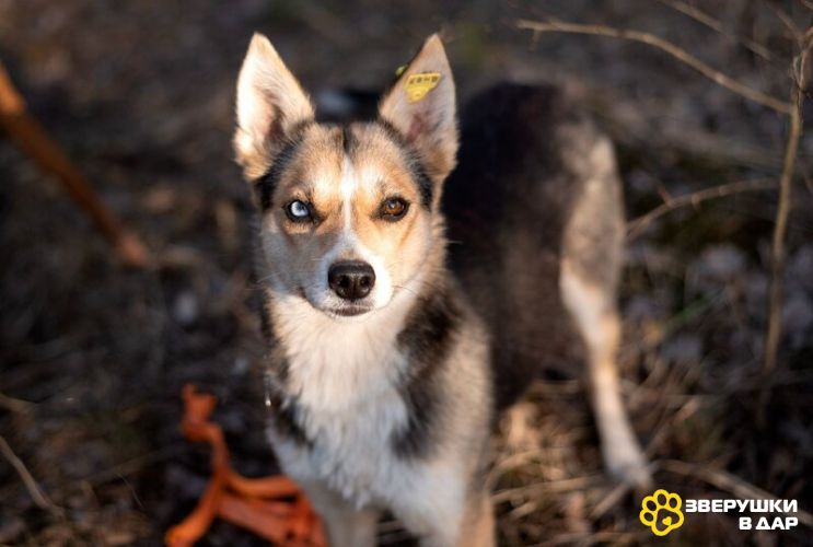 Мини-хаски с глазами из разных миров — Сия ищет дом!