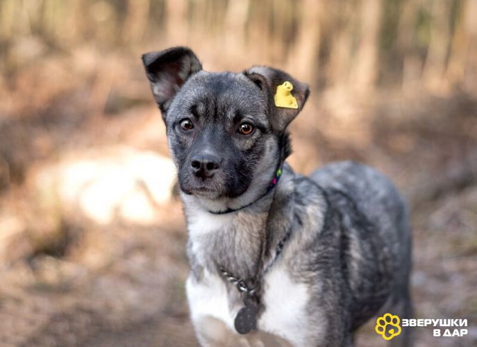 Тина — подросток 6 мес, миниатюрная- всего 8кг. Ищет дом!