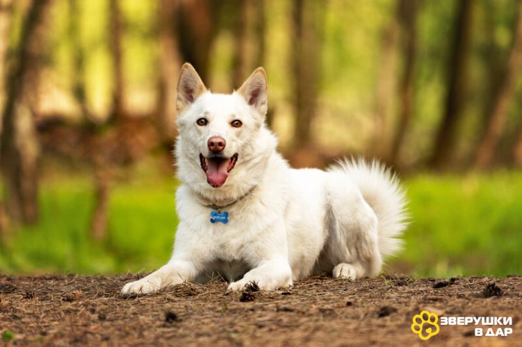 Красавчик Амир в добрые руки.