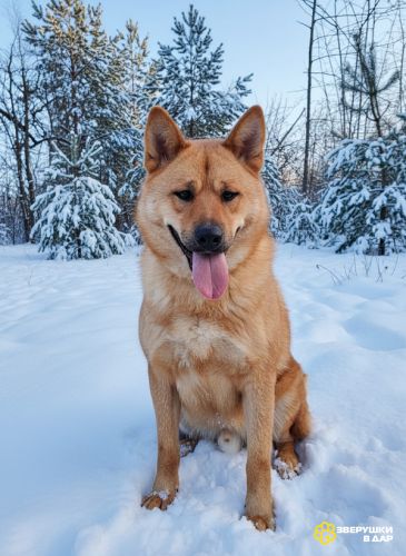 Брутальный красавец Рич ищет хозяина!