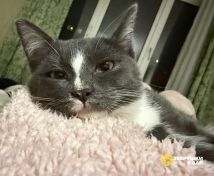 i9d6gL-O-2j2E6NHd8wT64otY_GMC1931NkL9JiLdVqVZVcs48NtBM8x68SPX08gG2kOELvJAVxptTCiZ-lFyDpS