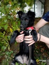 Звёздочка (3)