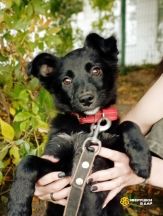 Звёздочка (4)