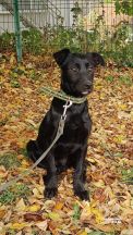 Щенок Мадар (4)