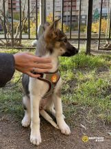 avito-1761398851531-shot