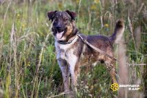 !!Нельсон (11)