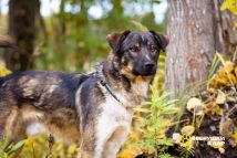 !!Нельсон (2)