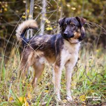 !!Нельсон (3)