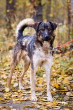 !!Нельсон (4)