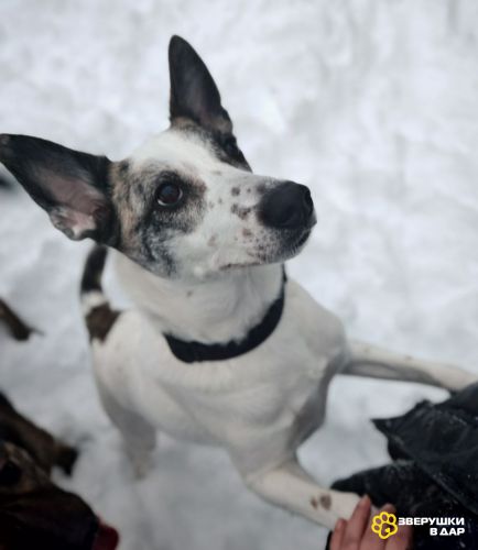 Бэлька не выживет в приюте!