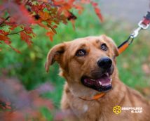 !!!Никуся нов (7)