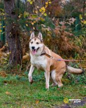 Маффин новые осень (1)