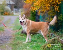 Маффин новые осень (3)