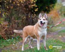 Маффин новые осень (4)