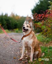 Маффин новые осень (7)