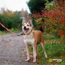 Маффин новые осень (9)