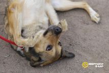 Арчи нов (37)