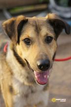 Арчи нов (49)