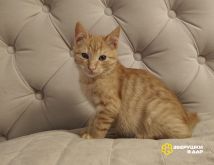 WhatsApp Image 2025-11-20 at 18.26.05