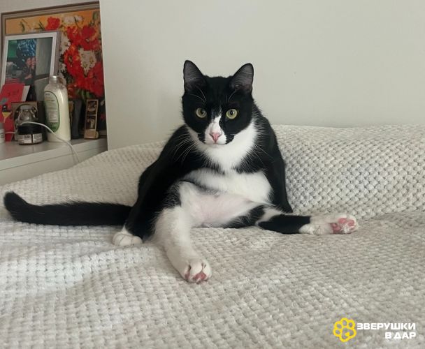 Добрый и ласковый котик Маркиз ищет дом!