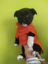 !!!Гаррик и Жорик (13)