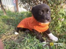 !!!Гаррик и Жорик (14)