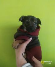 !!!Гаррик и Жорик (6)