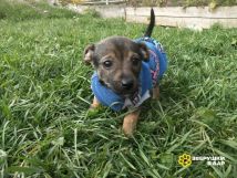 !!!Гаррик и Жорик (1)