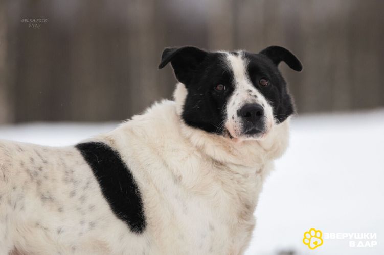 Замечательный песик Бим в дар