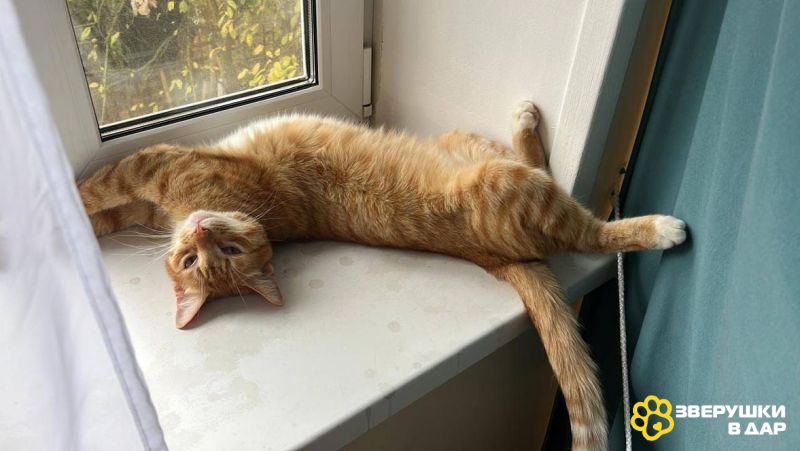 Барсик ищет семью.