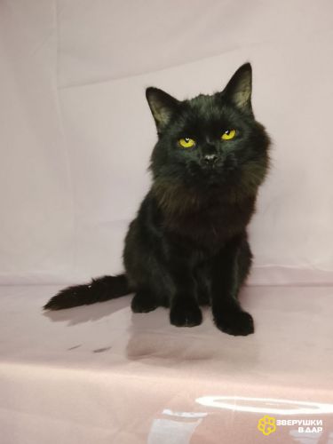 Красавица Гаяна в поисках своей семьи.