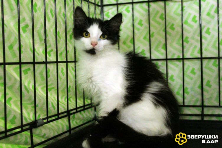 Маленький, пушистый, робкий котёнок