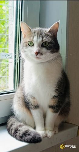 Невероятно красивая и добрая кошка Люми в хорошие руки
