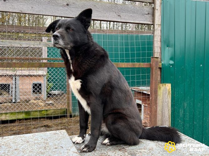 Спокойный пёс Джон со сторожевыми качествами в дар