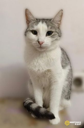 Пушинка – кошка, сотканная из лунного света и серебра.