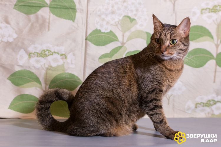 Котик Ирискин с круглым хвостиком в дар