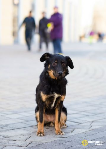 Милая собака небольшого размера