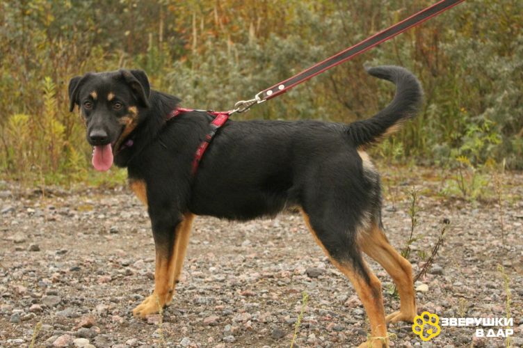 Маленький энерджайзер - очень веселый, игривый щенок