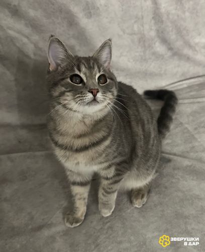 Котёнок Шаня в добрые руки. Привезу к вам