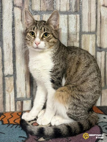 Воспитанный кот Тимоша в добрые руки