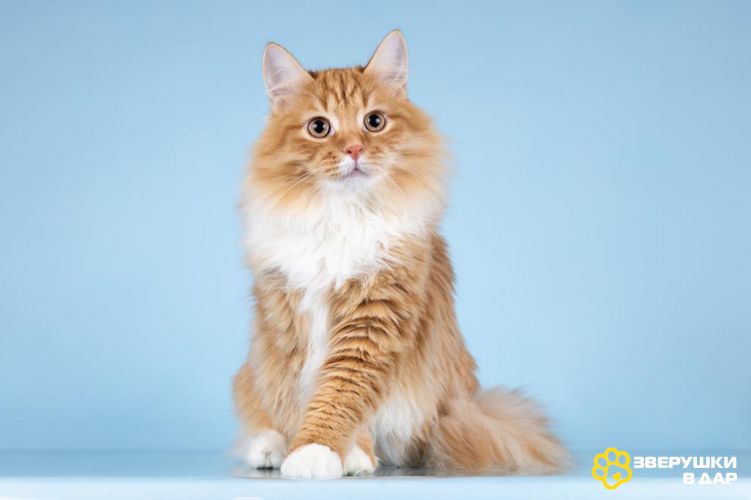 Для рыжего лапочки по имени Пушкин ищем самые добрые руки.