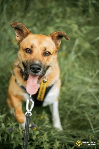 Дружелюбный пес-компаньон Рэм ищет дом!