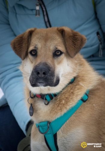 Чудесная Барабулька ищет дом и любящую семью!