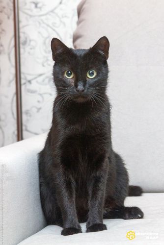 Замечательная кошечка Ласка ищет дом!