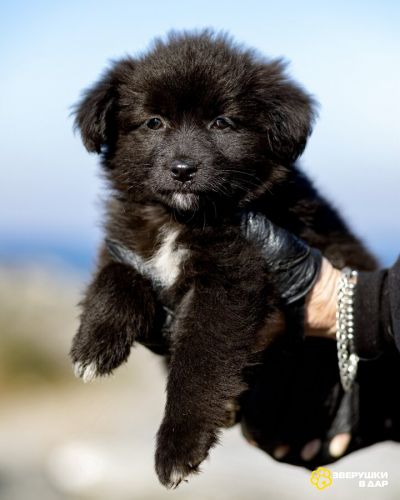 Щенки ищут тёплый дом и любящее сердце!