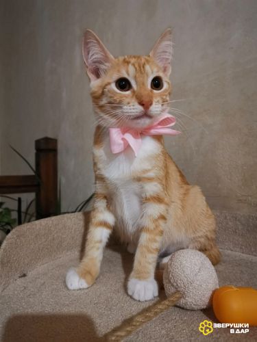 Молоденькая рыжая Злата ищет дом!