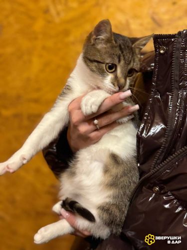 Ласковый котенок Бантик ищет дом!